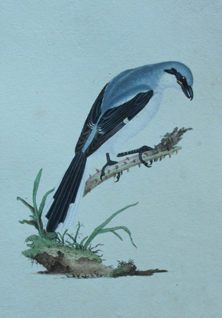 Edward Donovan - Hand-coloured engraving of Great Shrike, male 1794: This hand coloured engraving is from The Natural History of British Birds by Edward Donovan, published in 1794-1819 in London and printed by F & C Rivington. Size: 5 ?in x 9 ? in (14cm x 23.5cm)