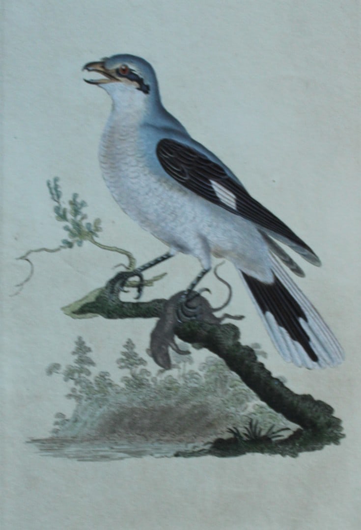 Edward Donovan - Hand-coloured engraving of Great Shrike, female 1794: This hand coloured engraving is from The Natural History of British Birds by Edward Donovan, published in 1794-1819 in London and printed by F & C Rivington. Size: 5 ?in x 9 ? in (14cm x 23.5cm)