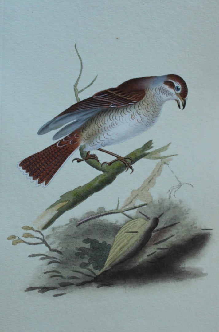 Edward Donovan - Hand-coloured engraving of Red-backed Shrike, female 1794: This hand coloured engraving is from The Natural History of British Birds by Edward Donovan, published in 1794-1819 in London and printed by F & C Rivington. Size: 5 ?in x 9 ? in (14cm x 23.5cm)
