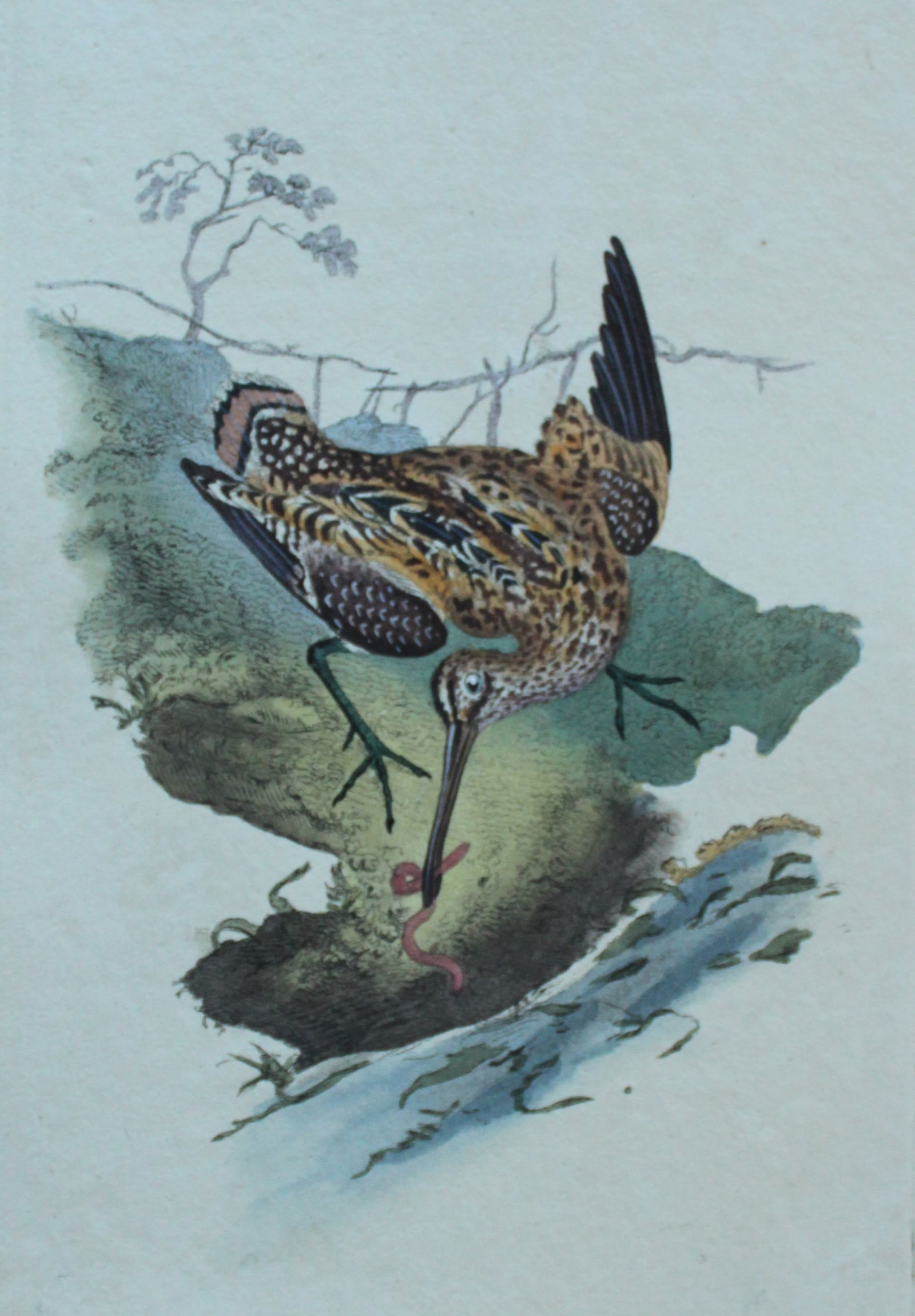 Edward Donovan - Hand-coloured engraving of Common Snipe 1794: This hand coloured engraving is from The Natural History of British Birds by Edward Donovan, published in 1794-1819 in London and printed by F & C Rivington. Size: 5 ?in x 9 ? in (14cm x 23.5cm)