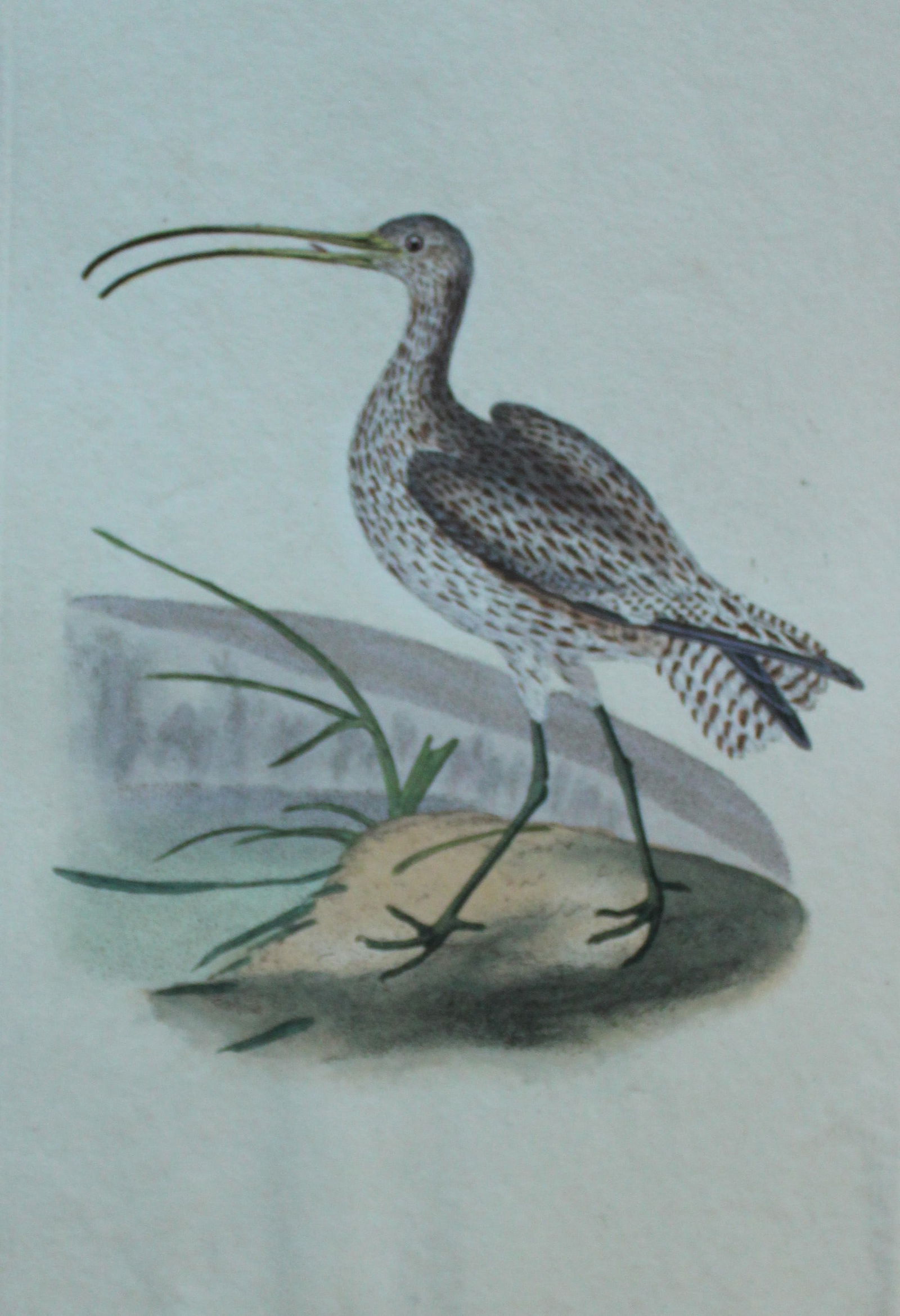 Edward Donovan - Hand-coloured engraving of Curlew 1794: This hand coloured engraving is from The Natural History of British Birds by Edward Donovan, published in 1794-1819 in London and printed by F & C Rivington. Size: 5 ?in x 9 ? in (14cm x 23.5cm)