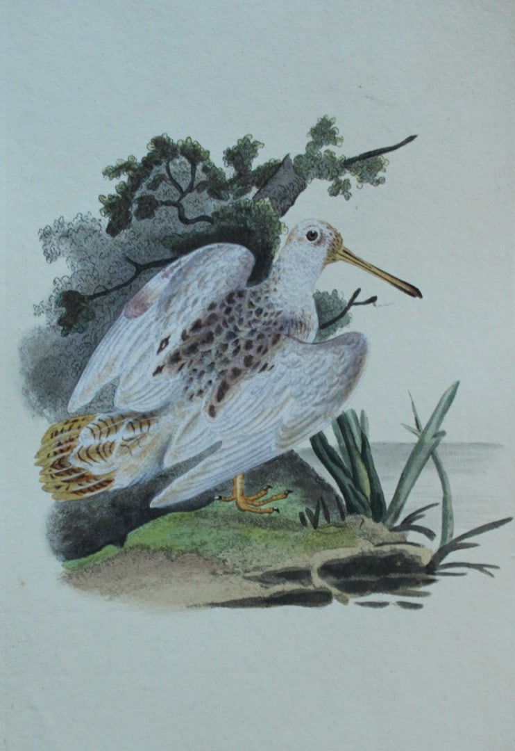 Edward Donovan - Hand-coloured engraving of Woodcock Pied White 1794: This hand coloured engraving is from The Natural History of British Birds by Edward Donovan, published in 1794-1819 in London and printed by F & C Rivington. Size: 5 ?in x 9 ? in (14cm x 23.5cm)