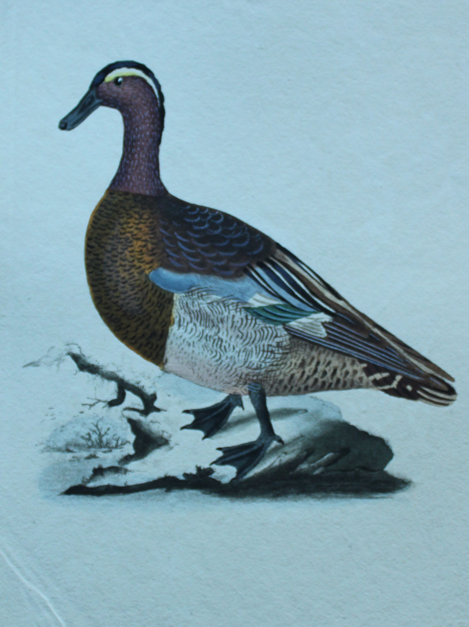 Edward Donovan - Hand-coloured engraving of Garganey 1794: This hand coloured engraving is from The Natural History of British Birds by Edward Donovan, published in 1794-1819 in London and printed by F & C Rivington. Size: 5 ?in x 9 ? in (14cm x 23.5cm)