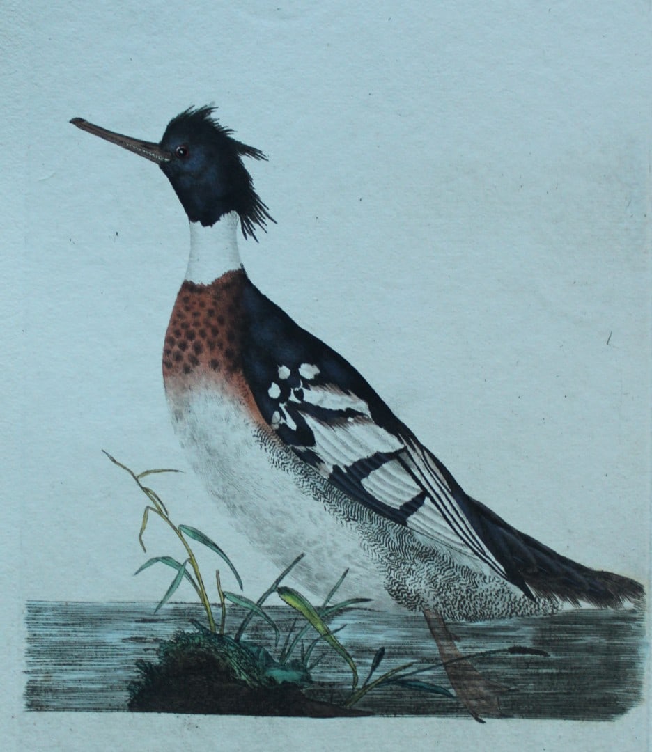 Edward Donovan - Hand-coloured engraving of Red-breasted Merganser 1794: This hand coloured engraving is from The Natural History of British Birds by Edward Donovan, published in 1794-1819 in London and printed by F & C Rivington. Size: 5 ?in x 9 ? in (14cm x 23.5cm)