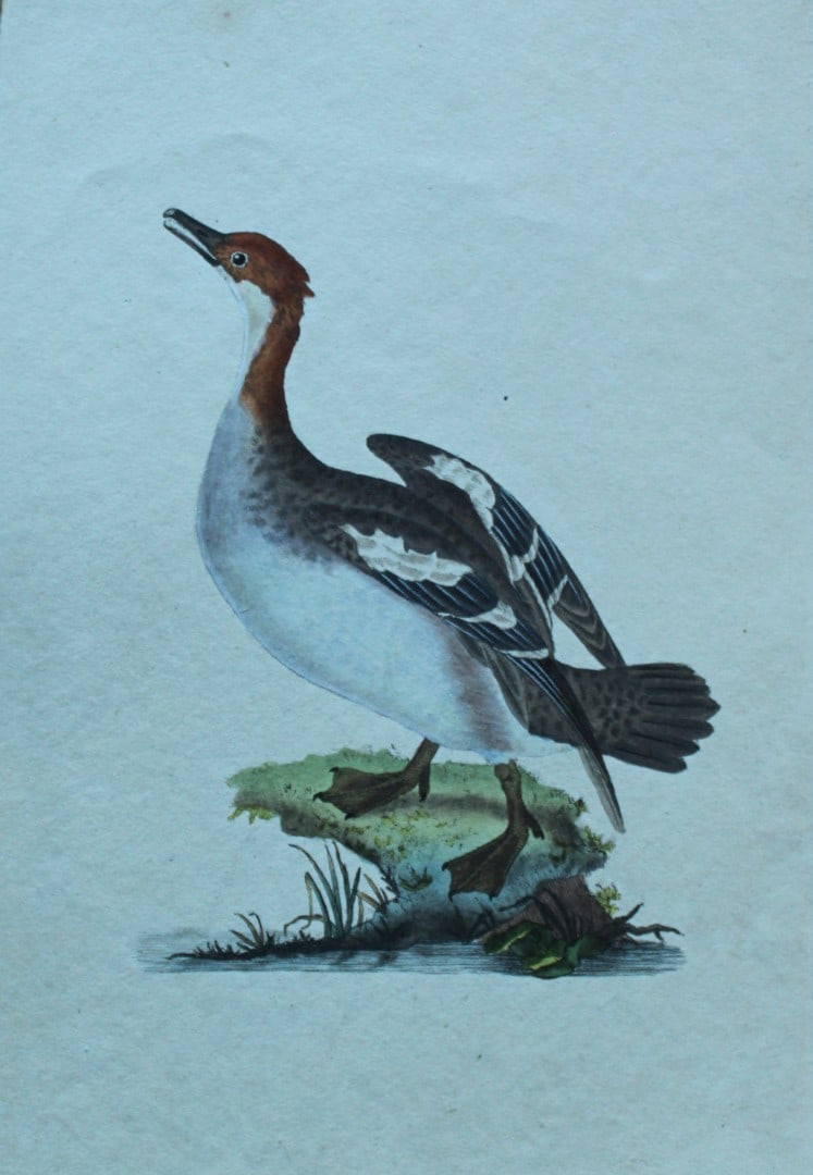 Edward Donovan - Hand-coloured engraving of Redheaded Smew 1794: This hand coloured engraving is from The Natural History of British Birds by Edward Donovan, published in 1794-1819 in London and printed by F & C Rivington. Size: 5 ?in x 9 ? in (14cm x 23.5cm)