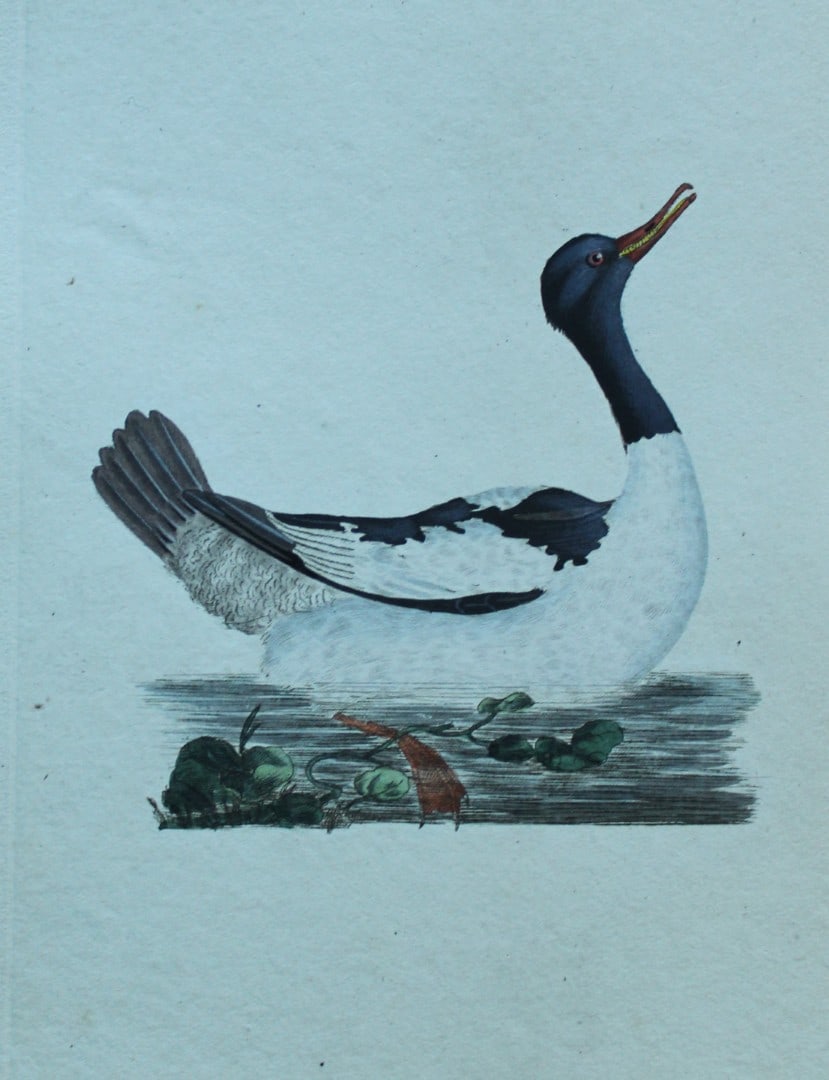 Edward Donovan - Hand-coloured engraving of Goosander, Male 1794: This hand coloured engraving is from The Natural History of British Birds by Edward Donovan, published in 1794-1819 in London and printed by F & C Rivington. Size: 5 ?in x 9 ? in (14cm x 23.5cm)