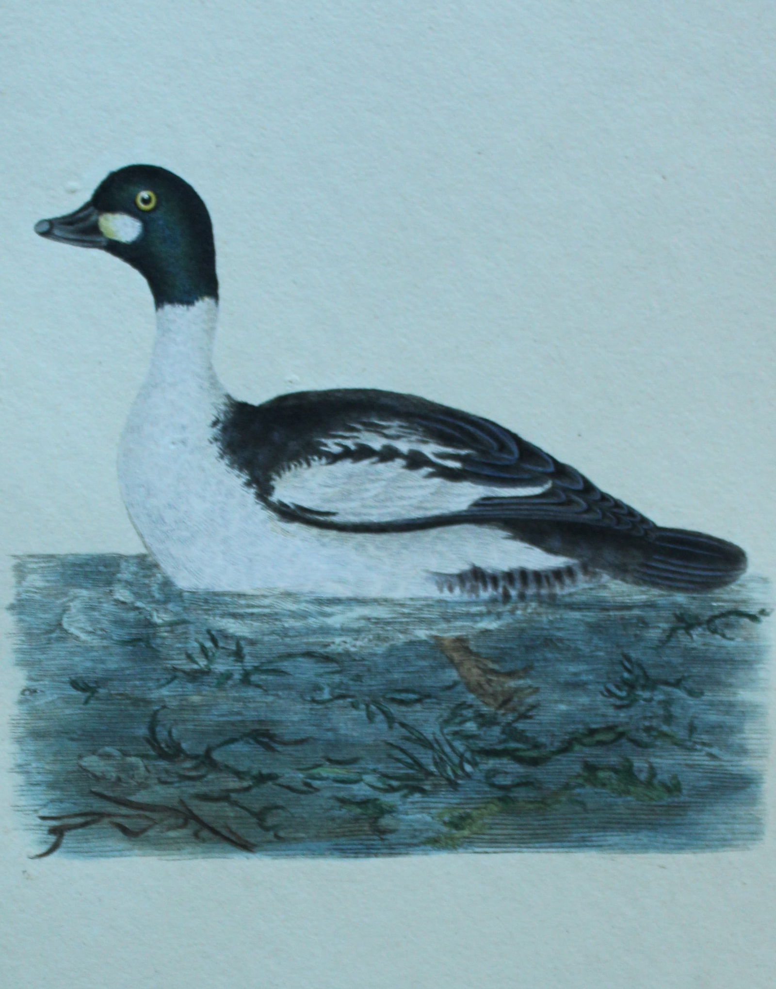 Edward Donovan - Hand-coloured engraving of Golden-eye Duck 1794: This hand coloured engraving is from The Natural History of British Birds by Edward Donovan, published in 1794-1819 in London and printed by F & C Rivington. Size: 5 ?in x 9 ? in (14cm x 23.5cm)