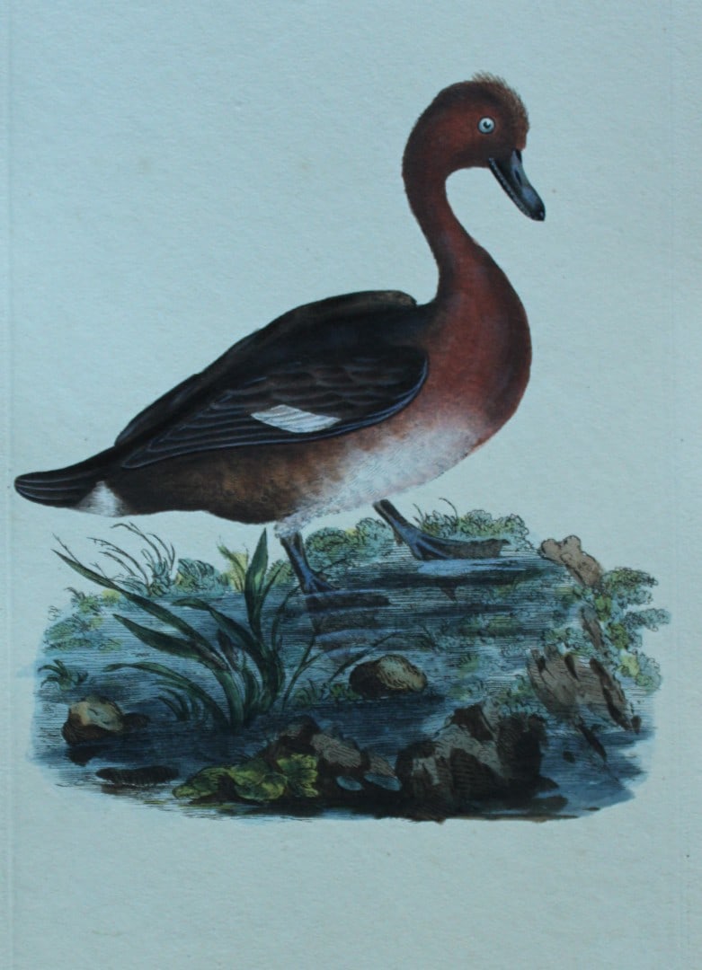 Edward Donovan - Hand-coloured engraving of Ferruginous Duck 1794: This hand coloured engraving is from The Natural History of British Birds by Edward Donovan, published in 1794-1819 in London and printed by F & C Rivington. Size: 5 ?in x 9 ? in (14cm x 23.5cm)
