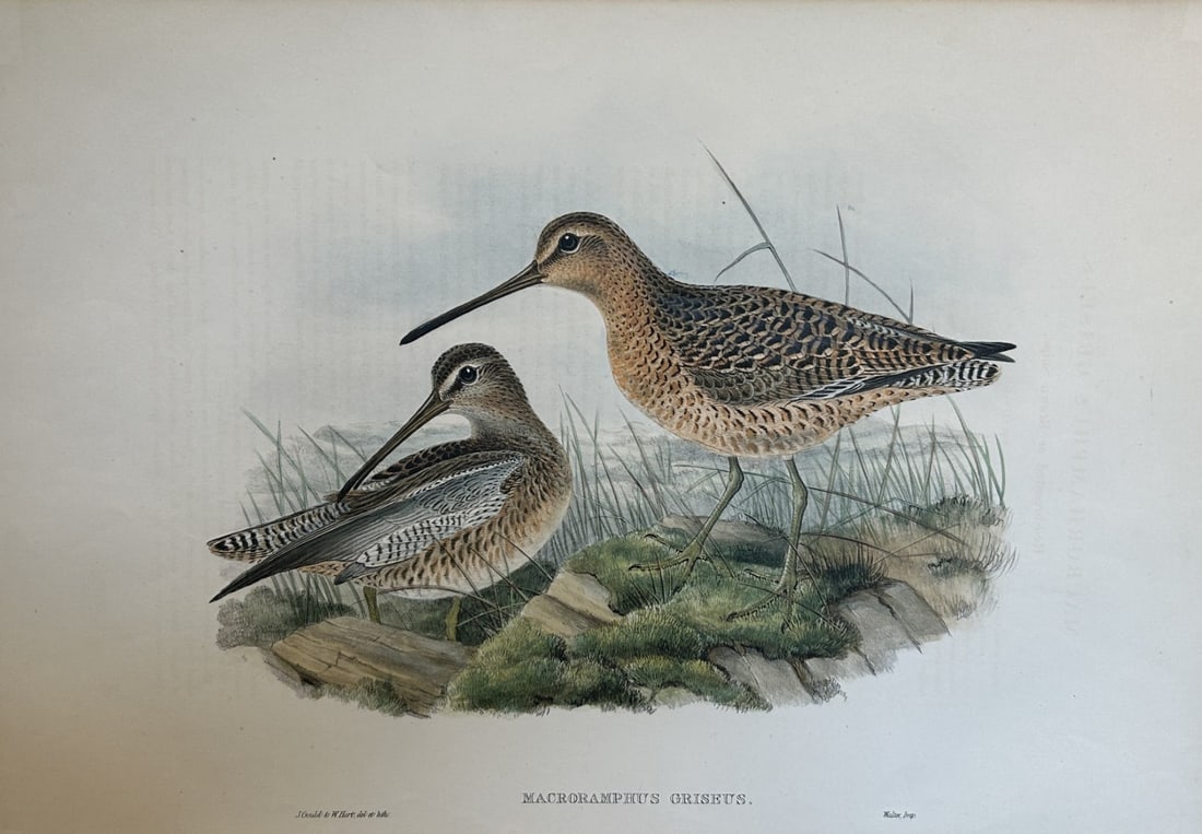 John Gould - Brown Snipe from Birds of Great Britain 1862-73 (1 of 2)