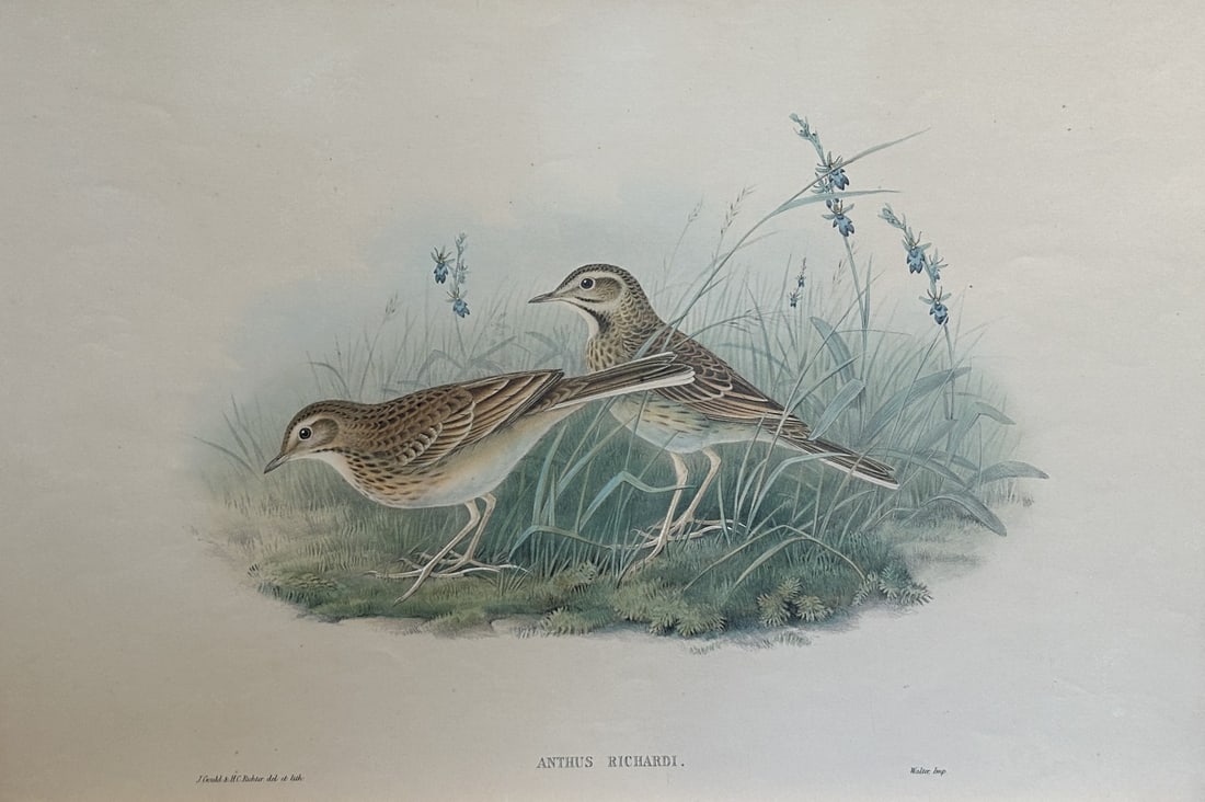 John Gould - Richard's Pipit from Birds of Great Britain 1862-73 (1 of 2)