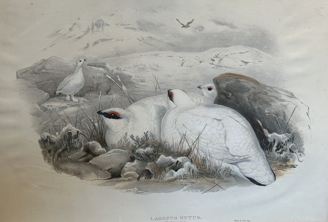 John Gould - Ptarmigan in Winter Plumage from Birds of Great Britain 1862-73 (1 of 2)