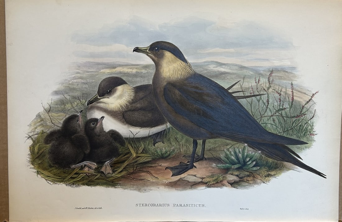 John Gould - Arctic Skua from Birds of Great Britain 1862-73: This original lithograph of the Arctic Skua (Stercorarius parasiticus) is from John Gould's Birds of Great Britain, issued in 25 parts between 1862 and 1873. This plate is number 80 from volume 5 of t