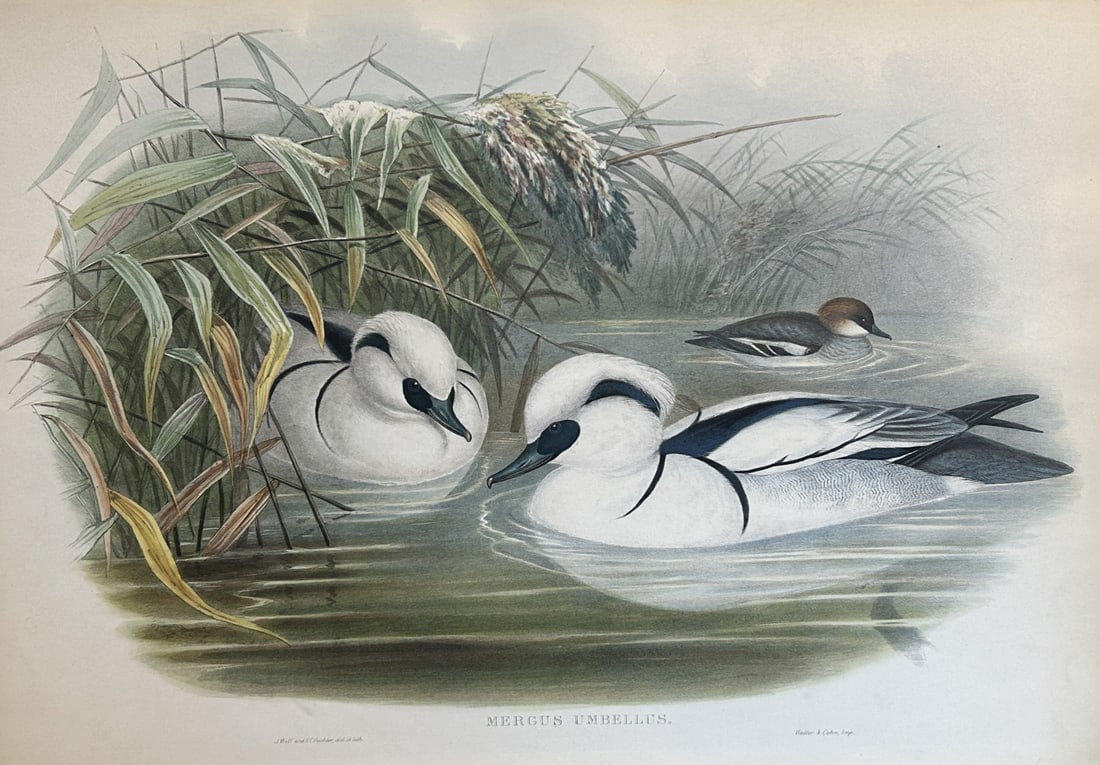 John Gould - Smew or Nun from Birds of Great Britain 1862-73: This original lithograph of the Smew or Nun (Mergus Umbellus) is from John Gould's Birds of Great Britain, issued in 25 parts between 1862 and 1873. This plate is number 37 from volume 5 of this work