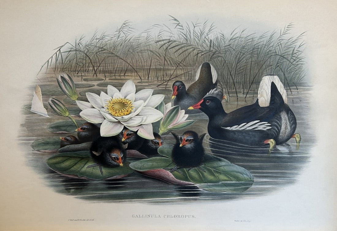 John Gould - Moorhen from Birds of Great Britain 1862-73 (1 of 2)