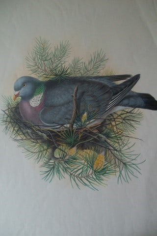 John Gould - Wood Pigeon from Birds of Great Britain 1862-73: This original lithograph of the Wood Pigeon or Cushat (Palumbus torquatus) is from John Gould's Birds of Great Britain, issued in 25 parts between 1862 and 1873. This plate is number 1 from volume 4 o