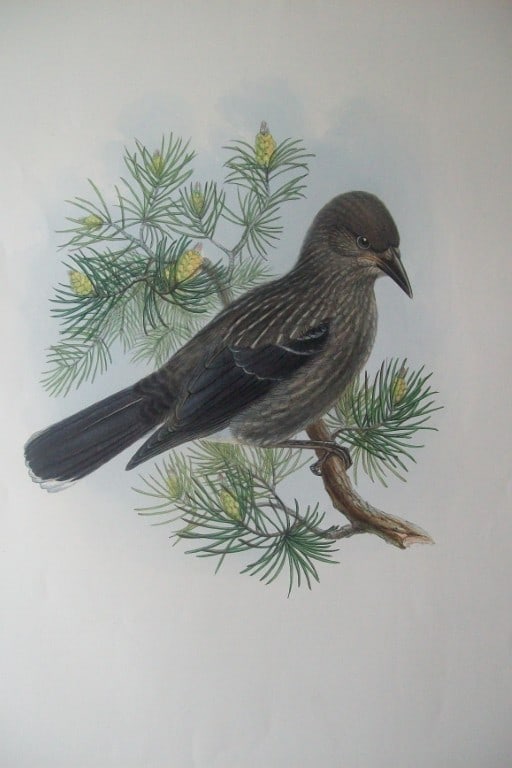 John Gould - Nutcracker from Birds of Great Britain 1862-73: This original lithograph of the Nutcracker (Nucifraga caryocatactes) is from John Gould's Birds of Great Britain, issued in 25 parts between 1862 and 1873. This plate is number 65 from volume 3 of thi