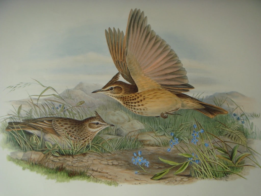 John Gould - Crested Lark from Birds of Great Britain 1862-73: This original lithograph of the Crested Lark (Galerita cristata) is from John Gould's Birds of Great Britain, issued in 25 parts between 1862 and 1873. This plate is number 17 from volume 3 of this wo