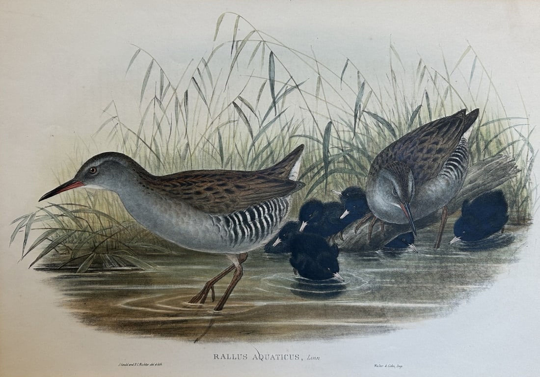 John Gould - Water-Rail from Birds of Great Britain 1862-73: This original lithograph of the Water-Rail (Rallus aquaticus) is from John Gould's Birds of Great Britain, issued in 25 parts between 1862 and 1873. This is plate 86 from volume 4 and was drawn and li