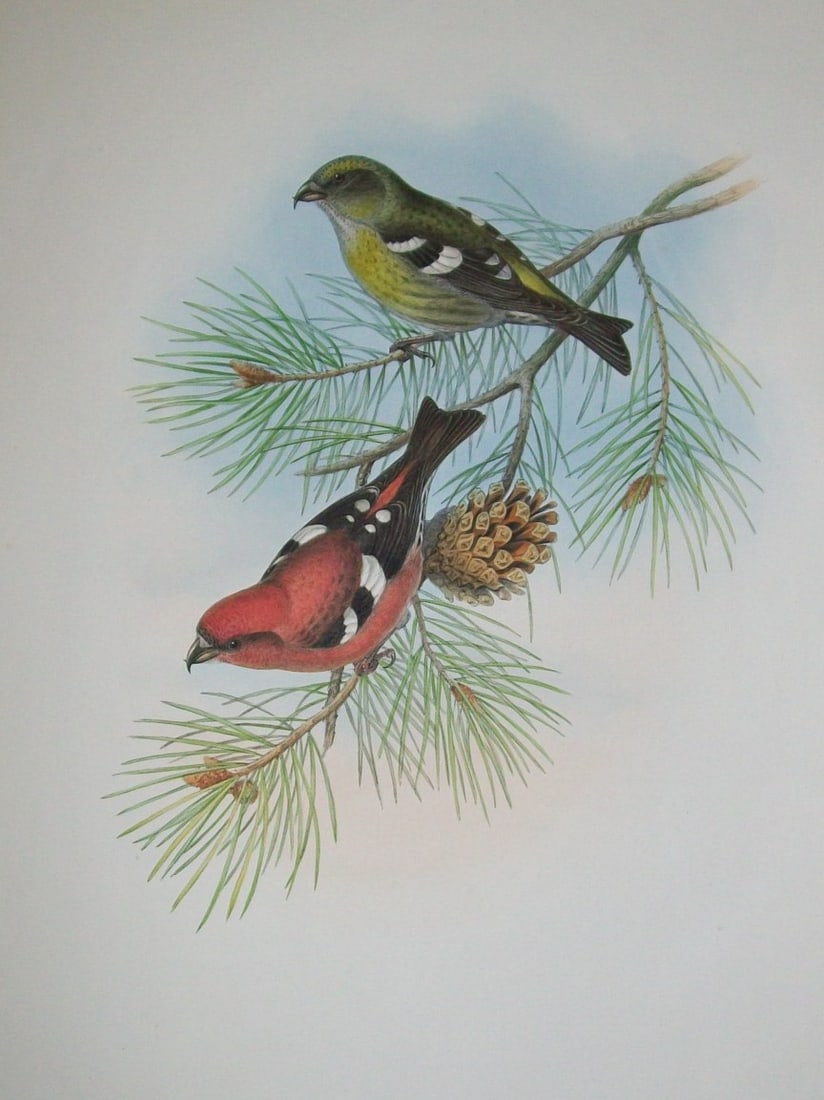 John Gould - White-winged Crossbill from Birds of Great Britain 1862-73 (1 of 2)