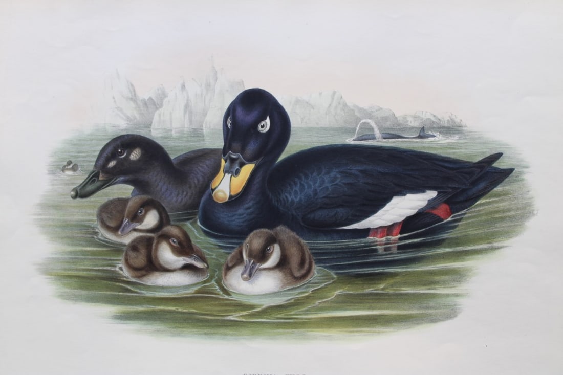 John Gould - Velvet Scoter from Birds of Great Britain 1862-73: This original lithograph of Velvet Scoter (Oidemia Fusca) is from John Gould's Birds of Great Britain, issued in 25 parts between 1862 and 1873. This plate is number 29 from volume 5 of this work and