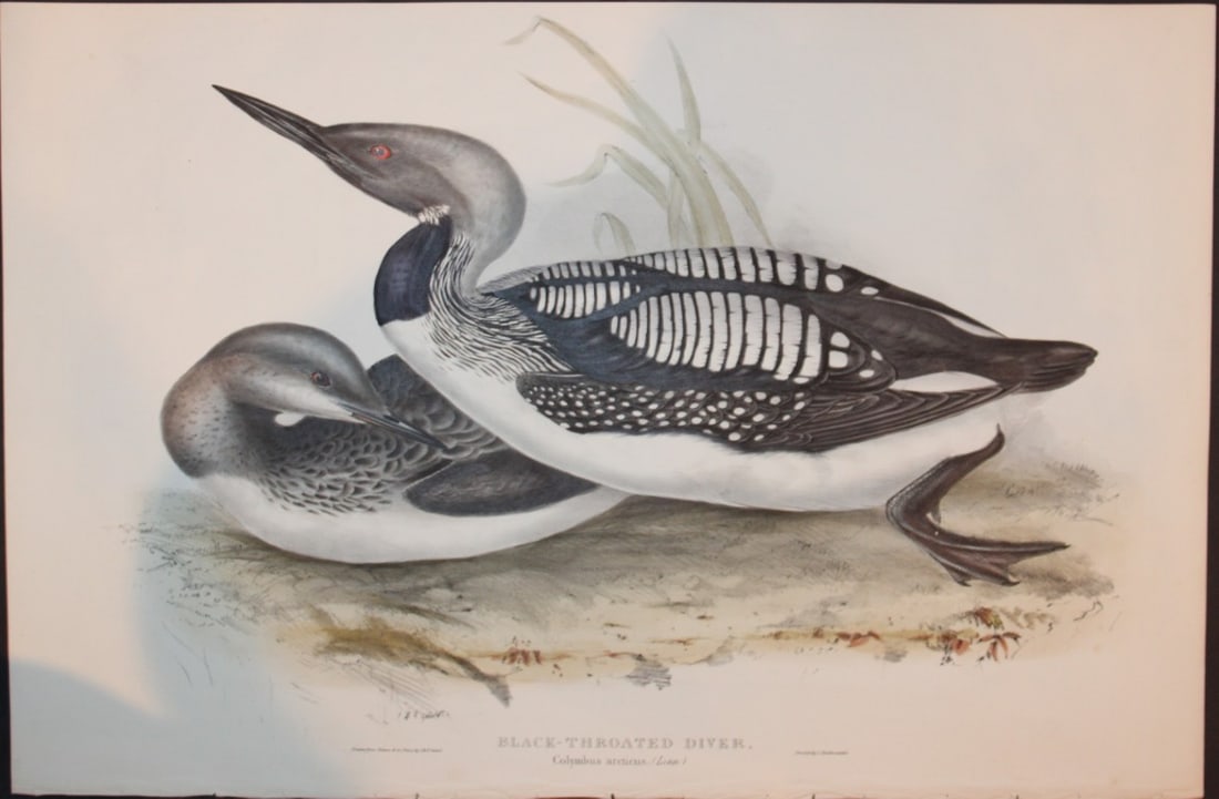 John Gould - Moustached & Aquatic Warblers from Birds of Europe 1832-37 (1 of 2)
