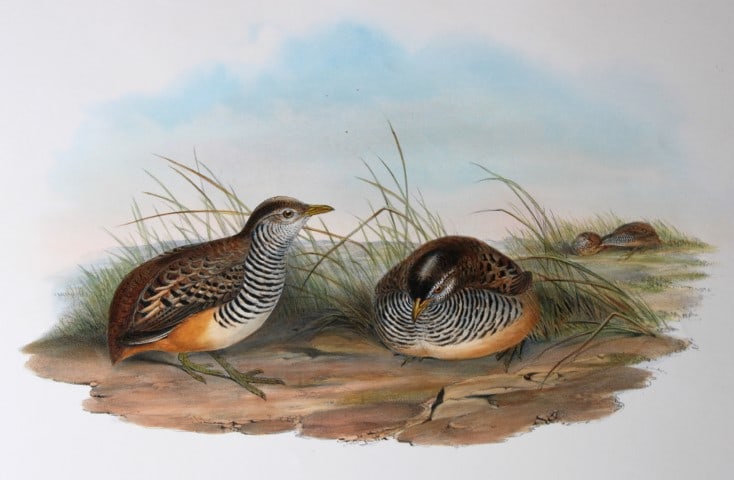 John Gould - Barred Buttonquail from Birds of Asia 1849-83: This original lithograph of the Fasciated Hemipode (Turnix fasciatus) is from John Gould's, Birds of Asia issued in 35 parts between 1849 and 1883, the last three being issued after Gould's death in 1