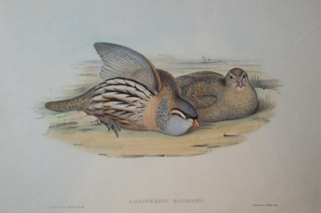 John Gould - Asiatic Sand Partridge from Birds of Asia 1849-83: This original lithograph of Bonham's Sand Partridge or the Asiatic Sand Partridge (Ammoperdix bonhami) is from John Gould's, Birds of Asia issued in 35 parts between 1849 and 1883, the last three bein