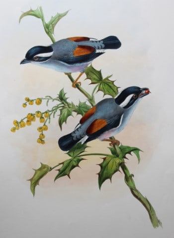 John Gould - White-browed Shrike-babbler from Birds of Asia 1849-83 (1 of 2)
