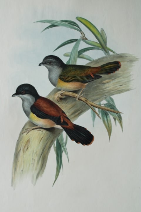 John Gould - Black-headed Shrike-babbler from Birds of Asia 1849-83: This original lithograph of the Rufous-bellied Pteruthius or the Black-headed shrike-babbler (Pteruthius rufiventer) is from John Gould's, Birds of Asia issued in 35 parts between 1849 and 1883, the l