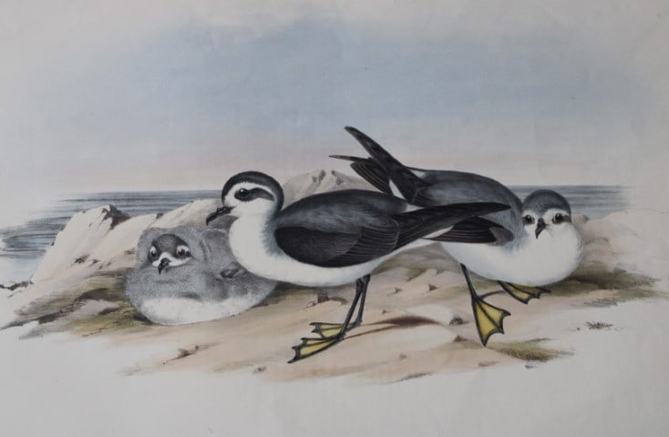 John Gould - White-faced Storm-Petrel from Birds of Australia 1840-48: This original lithograph of the White-faced Storm-Petrel (Thalassidroma marina,Less.) is from John Gould's monumental work, The Birds of Australia, issued in 36 Parts between 1840 and 1848.This is pla