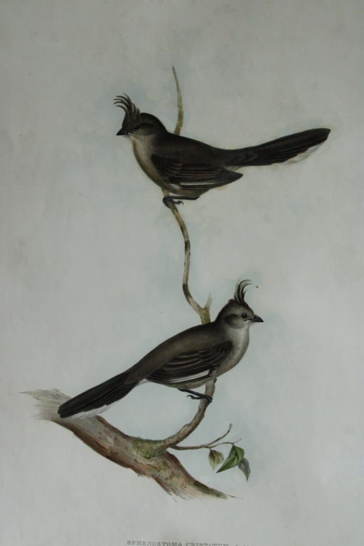 John Gould - Crested Wedge-bill from Birds of Australia 1840-48: This original lithograph of the Crested Wedge-bill (Sphenostoma cristatum) is from John Gould's monumental work, The Birds of Australia, issued in 36 Parts between 1840 and 1848.This is plate number 1