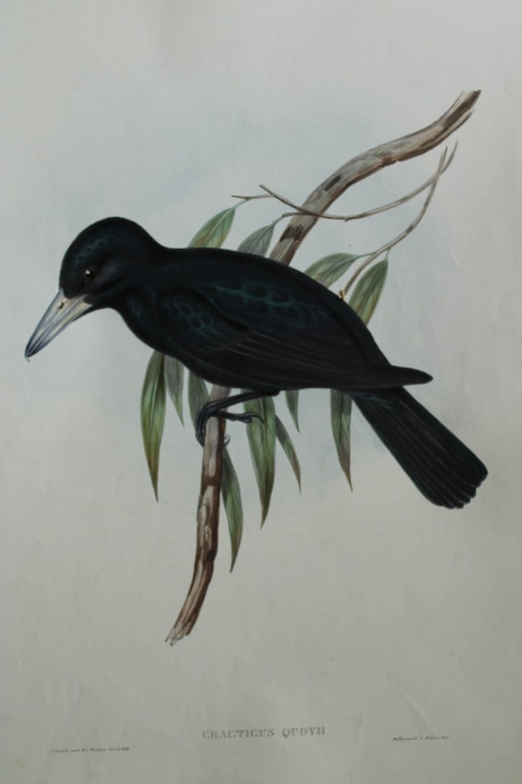 John Gould - Quoy's Crow Shrike from Birds of Australia 1840-48 (1 of 2)