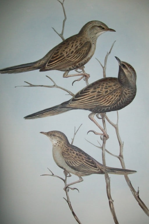 John Gould - Black-breasted Skylark from Birds of Australia 1840-48: This original lithograph of the Black-breasted or Australian Skylark (Cincloramphus cantillans) is from John Gould's monumental work, The Birds of Australia, issued in 36 Parts between 1840 and 1848.T