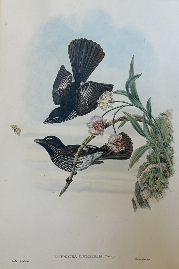 John Gould - Cockerell's Fantail Flycatcher from Birds of New Guinea 1875-88 (1 of 2)