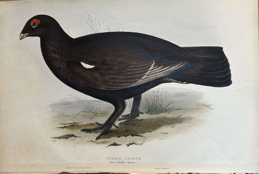 John Gould - Hybrid Grouse from Birds of Europe 1832-37: This original lithograph is from John Gould's The Birds of Europe, issued in parts between 1832-37. This plate was drawn and lithographed by John & Elizabeth Gould. Size: approx 22in x 15in (52cm x 36