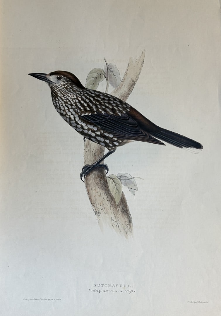 John Gould - Nutcracker from Birds of Europe 1832-37: This original lithograph is from John Gould's The Birds of Europe, issued in parts between 1832-37. This plate was drawn and lithographed by John & Elizabeth Gould. Size: approx 22in x 15in (52cm x 36