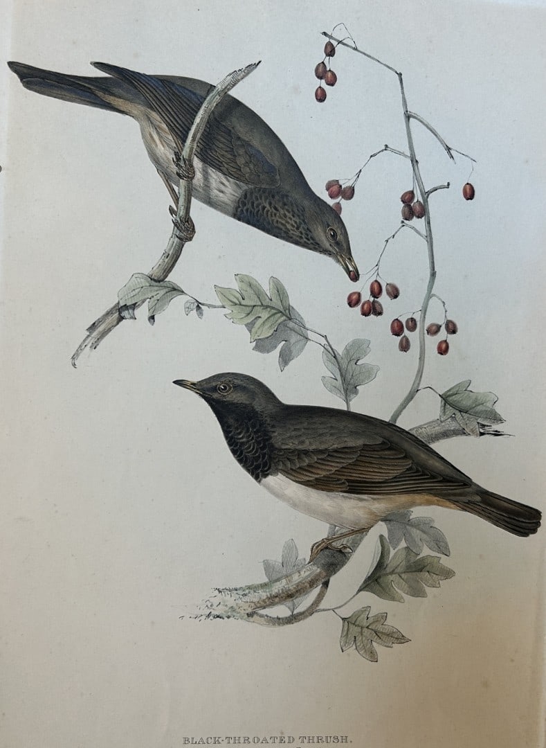 John Gould - Black-throated Thrush from Birds of Europe 1832-37: This original lithograph is from John Gould's The Birds of Europe, issued in parts between 1832-37. This plate was drawn and lithographed by John & Elizabeth Gould. Size: approx 22in x 15in (52cm x 36