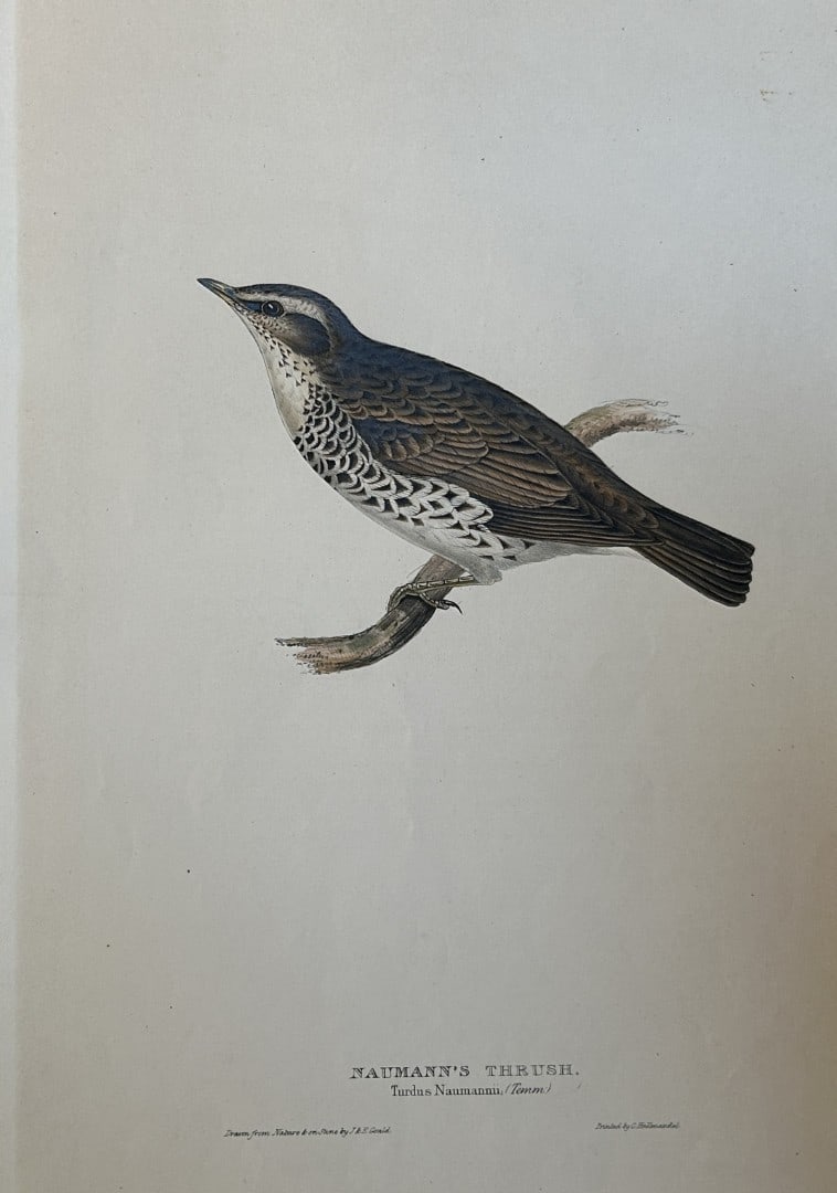 John Gould - Naumann's Thrush from Birds of Europe 1832-37: This original lithograph is from John Gould's The Birds of Europe, issued in parts between 1832-37. This plate was drawn and lithographed by John & Elizabeth Gould. Size: approx 22in x 15in (52cm x 36