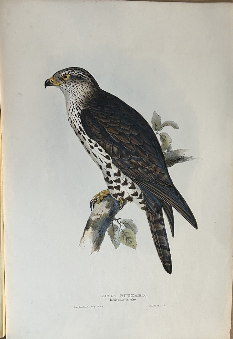 John Gould - Honey Buzzard from Birds of Europe 1832-37 (1 of 2)