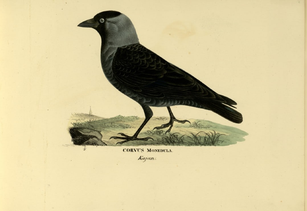 M. von Wright - Folio lithograph of Jackdaw 1924 (1 of 1)
