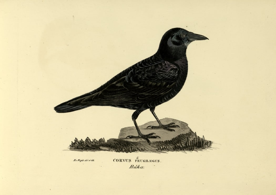 M. von Wright - Folio lithograph of Raven 1924: This hand-coloured lithograph is from Svenska f?glar efter naturen och p? sten ritade (Swedish birds after nature and drawn on stone) by Magnus, Wilhelm and Ferdinand von Wright. Published by Stockhol