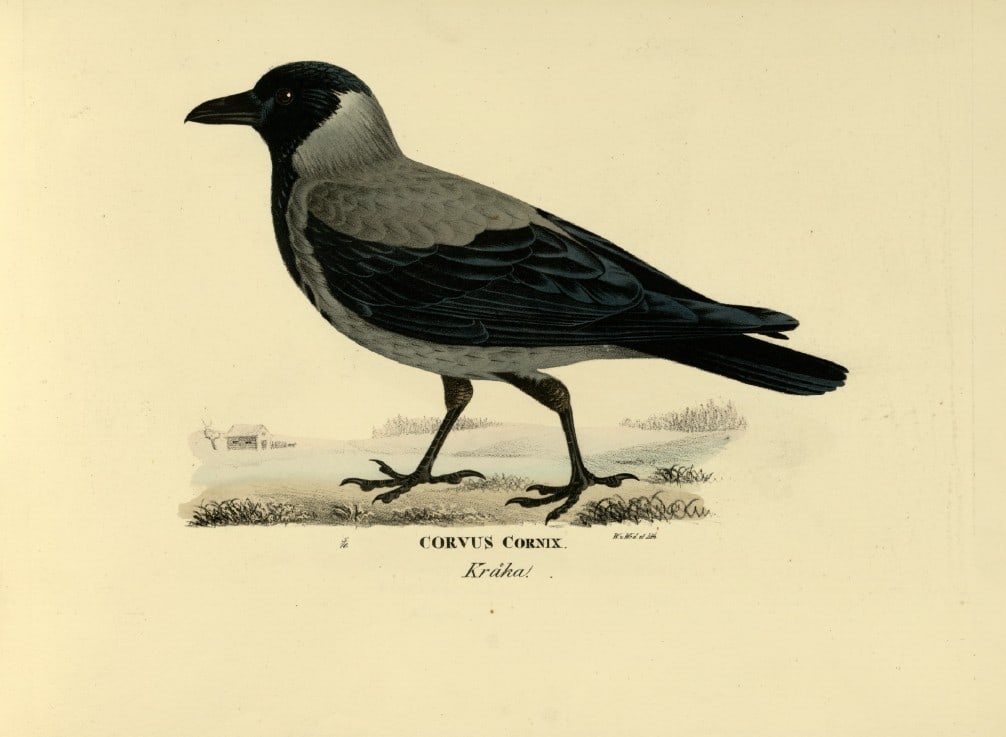 M. von Wright - Folio lithograph of Hooded Crow 1924: This hand-coloured lithograph is from Svenska f?glar efter naturen och p? sten ritade (Swedish birds after nature and drawn on stone) by Magnus, Wilhelm and Ferdinand von Wright. Published by Stockhol