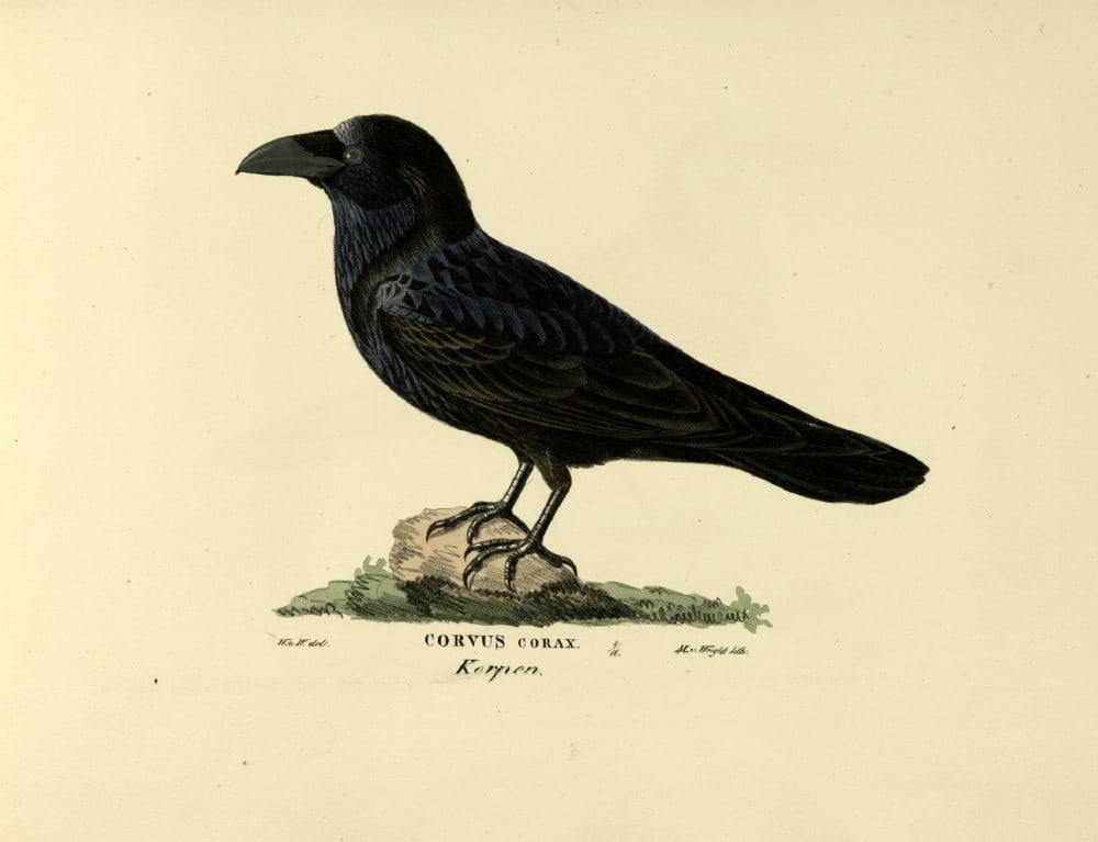 M. von Wright - Folio lithograph of Rook 1924 (1 of 1)