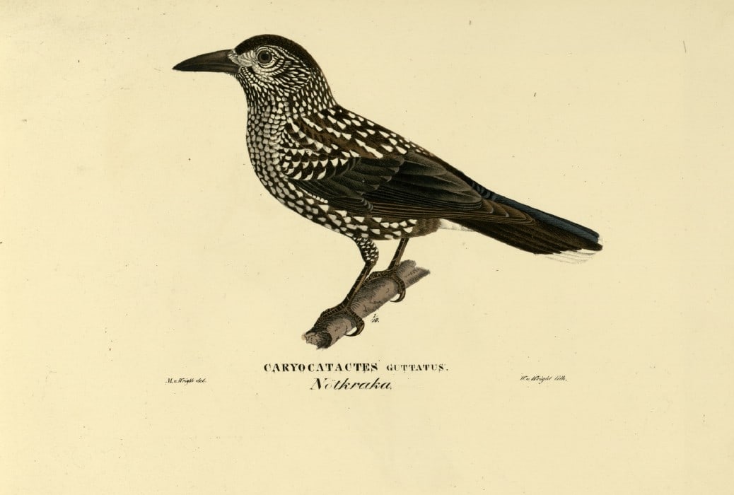 M. von Wright - Folio lithograph of Nutcracker 1924: This hand-coloured lithograph is from Svenska f?glar efter naturen och p? sten ritade (Swedish birds after nature and drawn on stone) by Magnus, Wilhelm and Ferdinand von Wright. Published by Stockhol