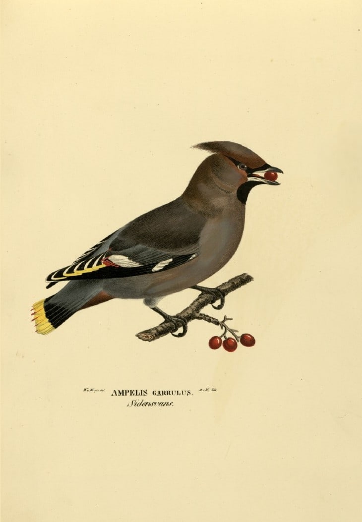M. von Wright - Folio lithograph of Waxwing 1924: This hand-coloured lithograph is from Svenska f?glar efter naturen och p? sten ritade (Swedish birds after nature and drawn on stone) by Magnus, Wilhelm and Ferdinand von Wright. Published by Stockhol