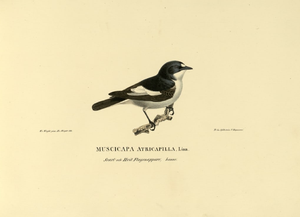 M. von Wright - Folio lithograph of Pied Flycatcher 1924: This hand-coloured lithograph is from Svenska f?glar efter naturen och p? sten ritade (Swedish birds after nature and drawn on stone) by Magnus, Wilhelm and Ferdinand von Wright. Published by Stockhol
