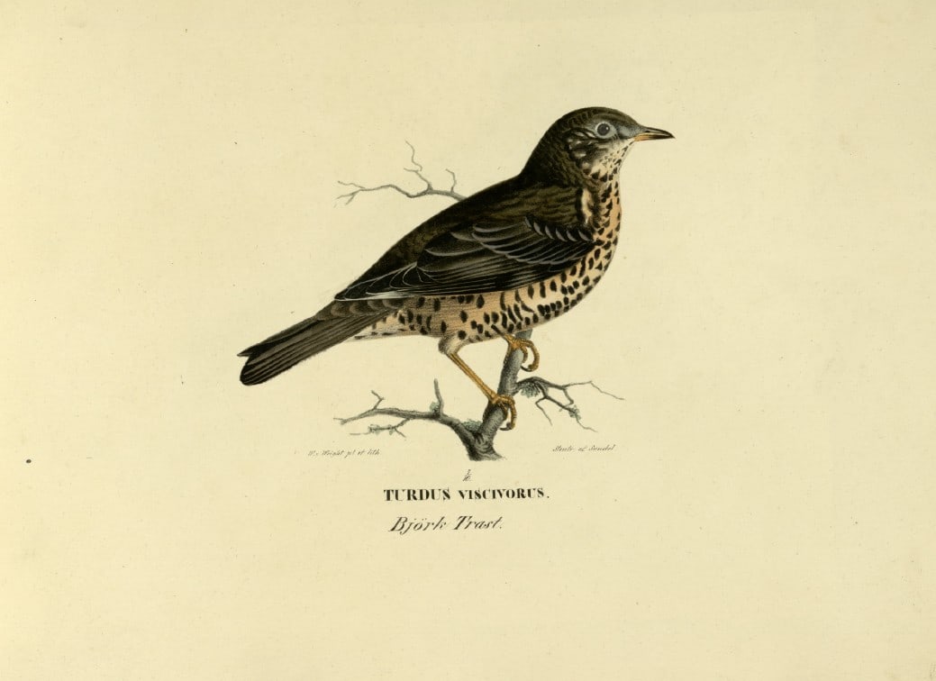 M. von Wright - Folio lithograph of Song Thrush 1924: This hand-coloured lithograph is from Svenska f?glar efter naturen och p? sten ritade (Swedish birds after nature and drawn on stone) by Magnus, Wilhelm and Ferdinand von Wright. Published by Stockhol