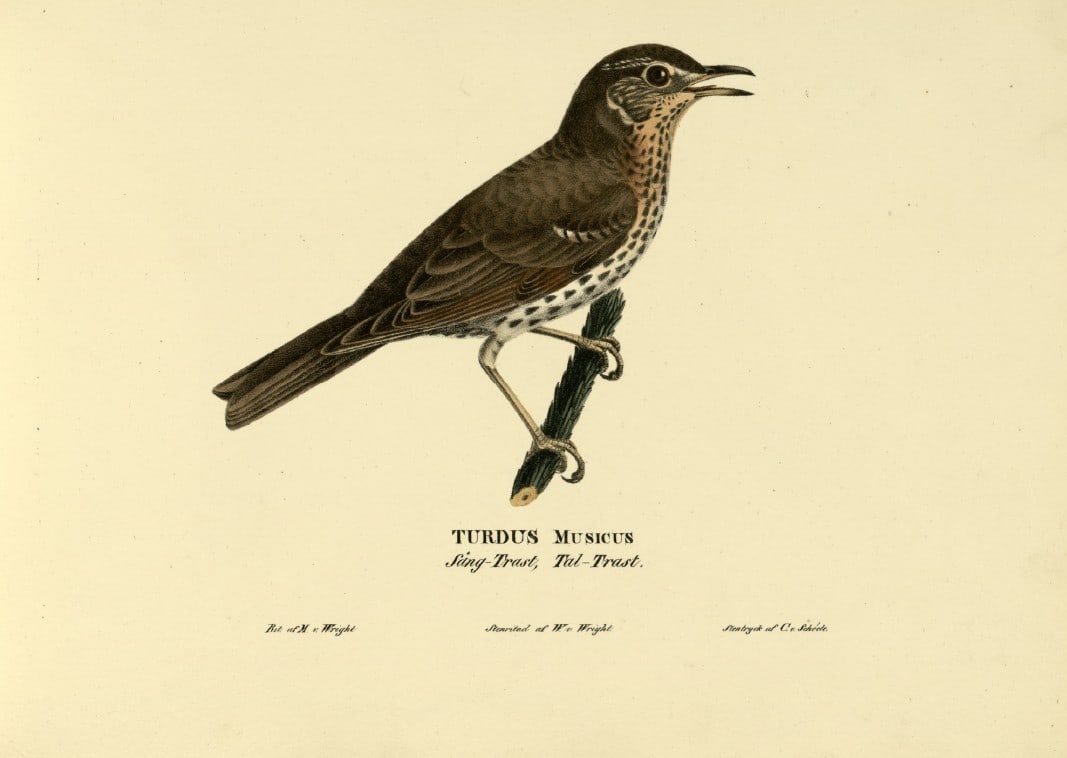 M. von Wright - Folio lithograph of Missel Thrush 1924: This hand-coloured lithograph is from Svenska f?glar efter naturen och p? sten ritade (Swedish birds after nature and drawn on stone) by Magnus, Wilhelm and Ferdinand von Wright. Published by Stockhol