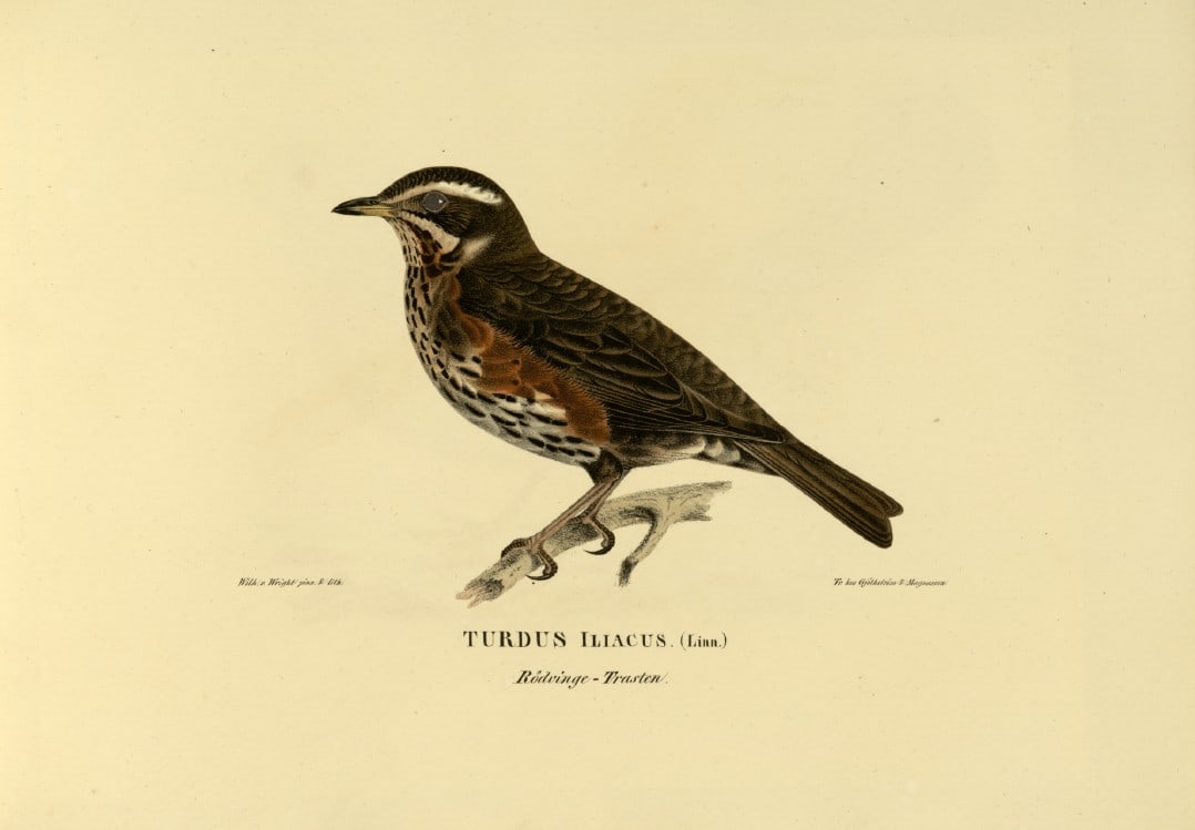 M. von Wright - Folio lithograph of Redwing 1924: This hand-coloured lithograph is from Svenska f?glar efter naturen och p? sten ritade (Swedish birds after nature and drawn on stone) by Magnus, Wilhelm and Ferdinand von Wright. Published by Stockhol