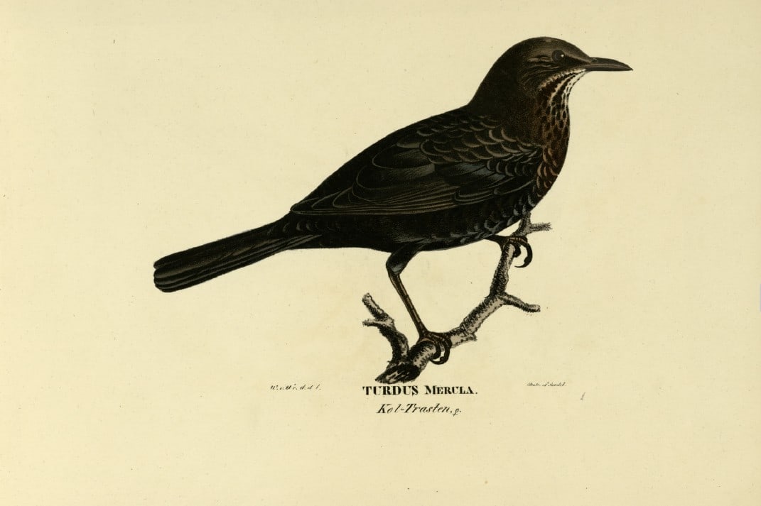 M. von Wright - Folio lithograph of female Blackbird 1924: This hand-coloured lithograph is from Svenska f?glar efter naturen och p? sten ritade (Swedish birds after nature and drawn on stone) by Magnus, Wilhelm and Ferdinand von Wright. Published by Stockhol